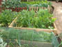 vegetable garden