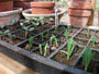 vegetable seedlings for home kitchen garden