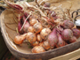 Your Annual Stock of Shallots